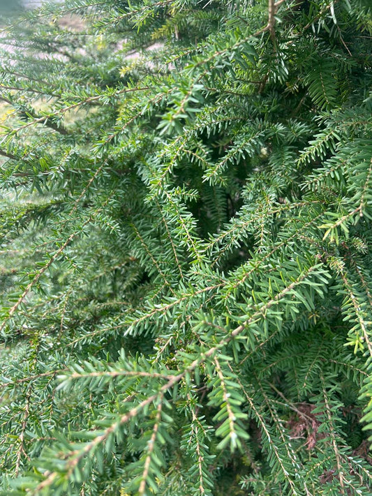 Tsuga heterophylla haagplant twijg