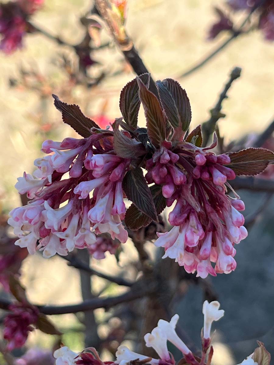 Viburnum bodnantense 'Charles Lamont' bloem