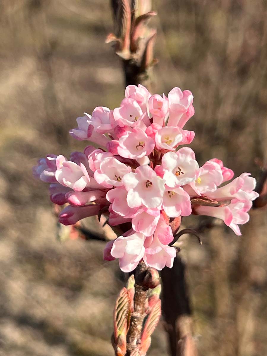 Viburnum bodnantense 'Charles Lamont' bloem