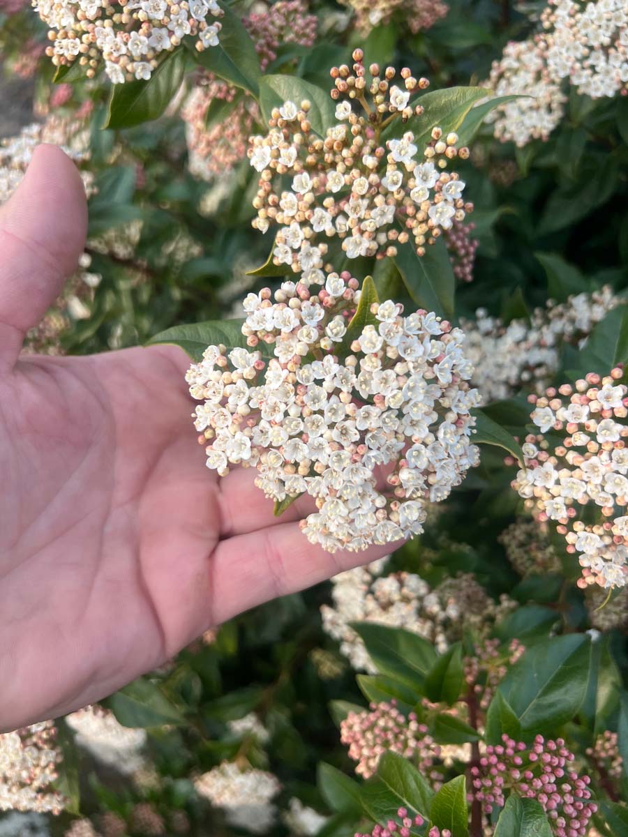 Viburnum tinus solitair bloem