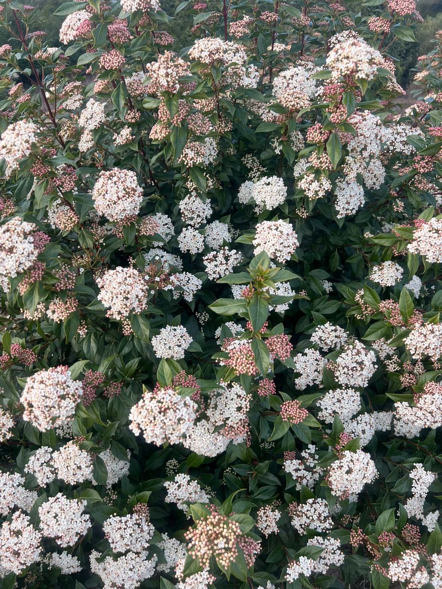 Viburnum tinus op stam bloesem