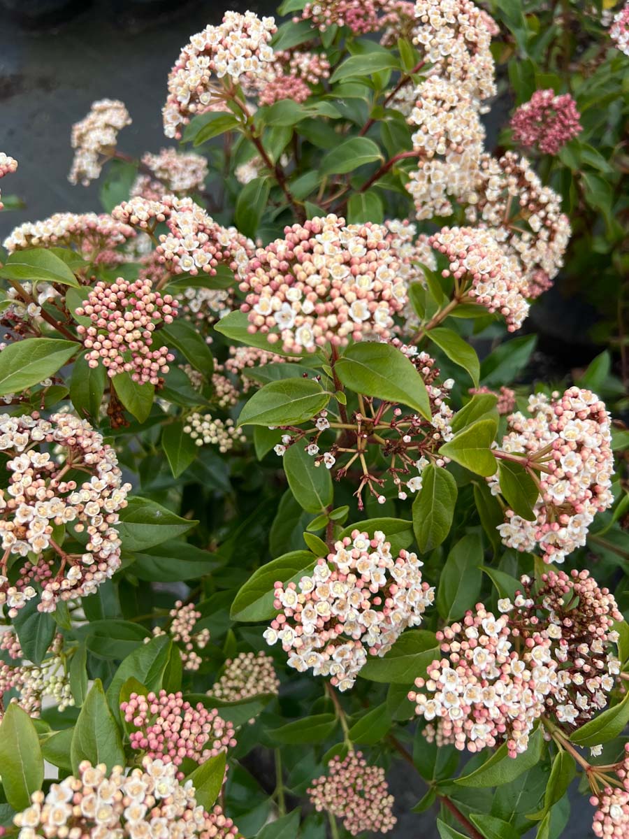 Viburnum tinus 'Eve Price' Tuinplanten bloem
