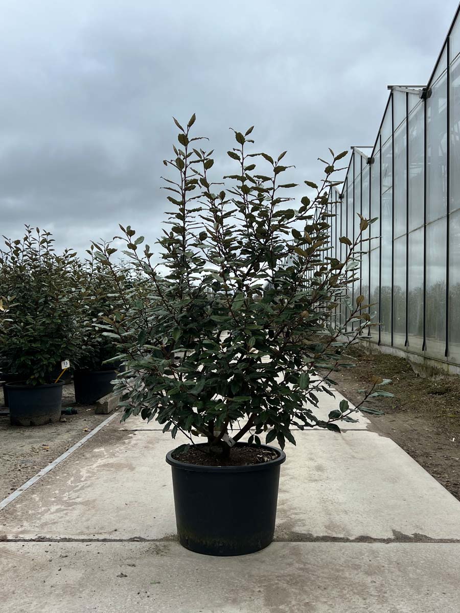 Elaeagnus ebbingei Tuinplanten tuinplanten
