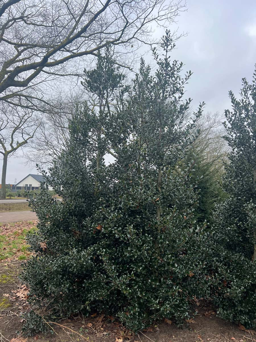 Ilex aquifolium meerstammig / struik struik
