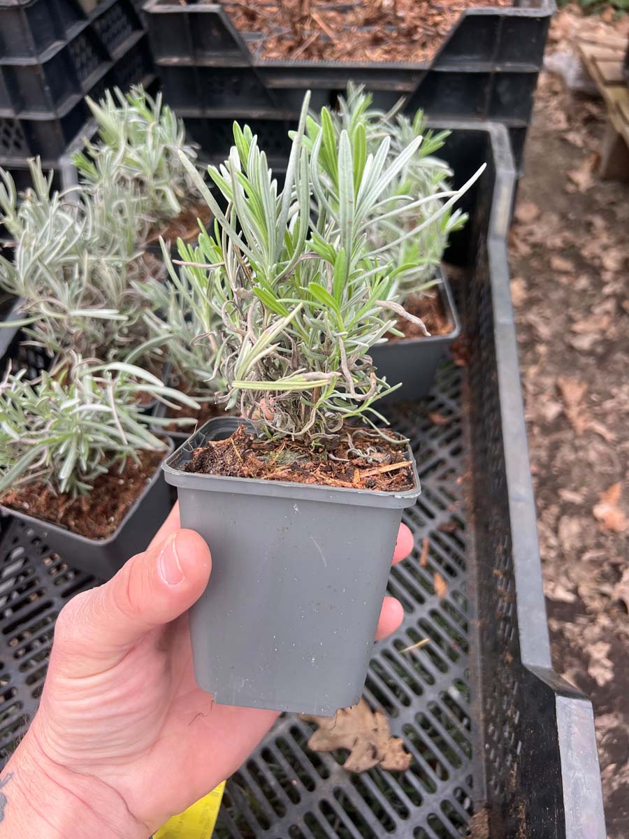 Lavandula angustifolia 'Hidcote' tuinplanten