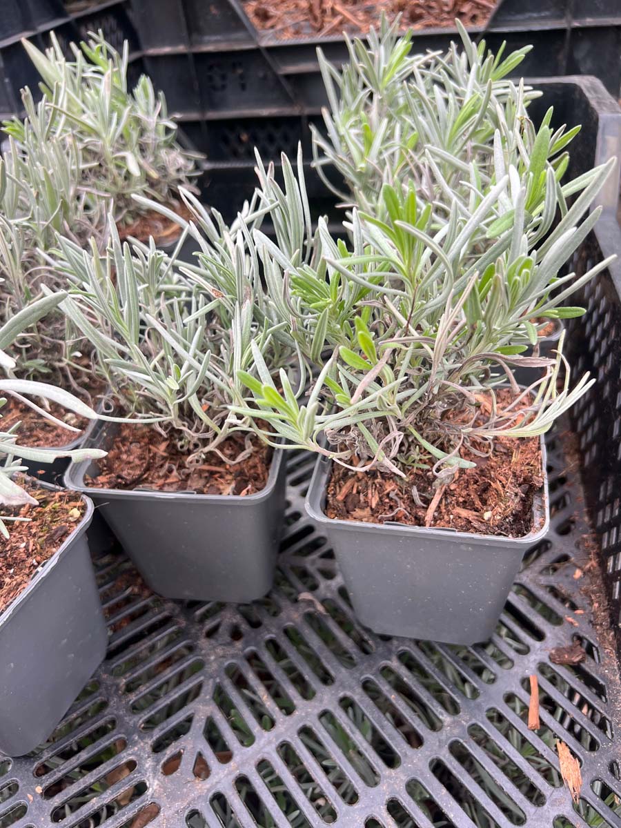 Lavandula angustifolia 'Hidcote' tuinplanten