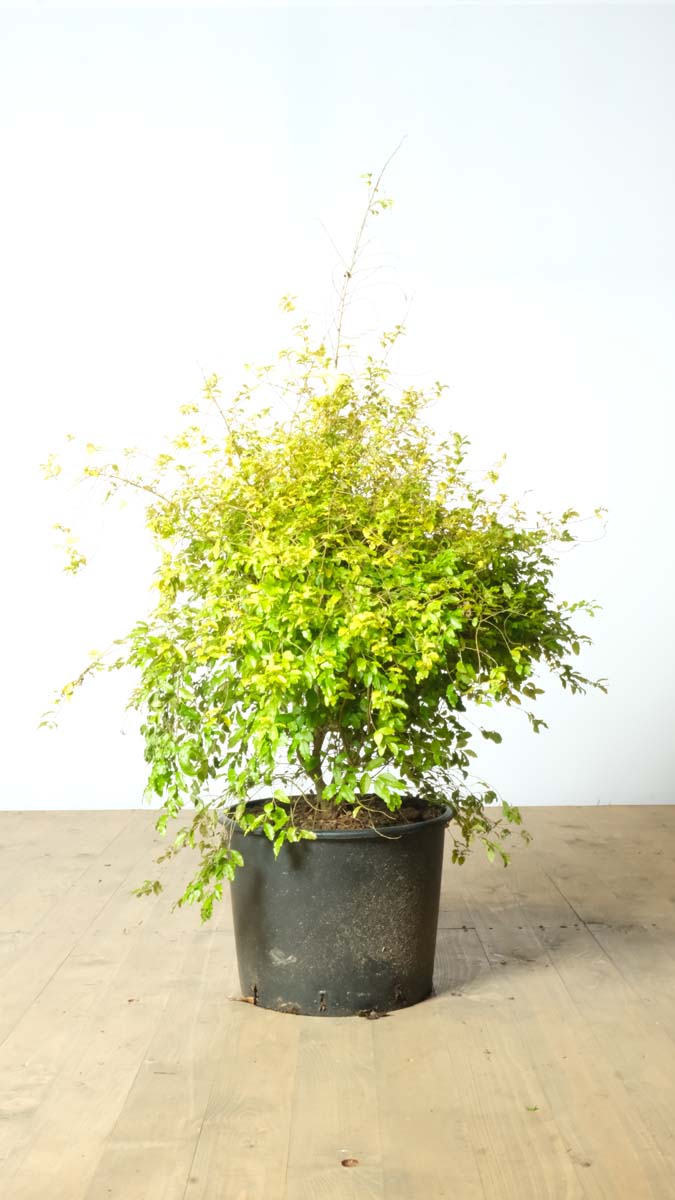 Ligustrum ovalifolium 'Lemon and Lime' tuinplanten