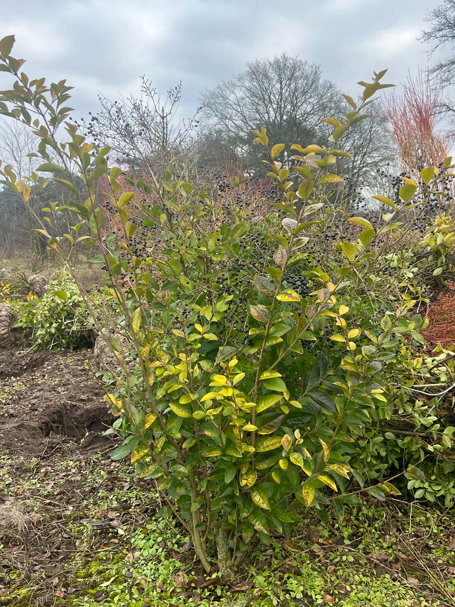 Ligustrum 'Vicaryi' meerstammig / struik struik