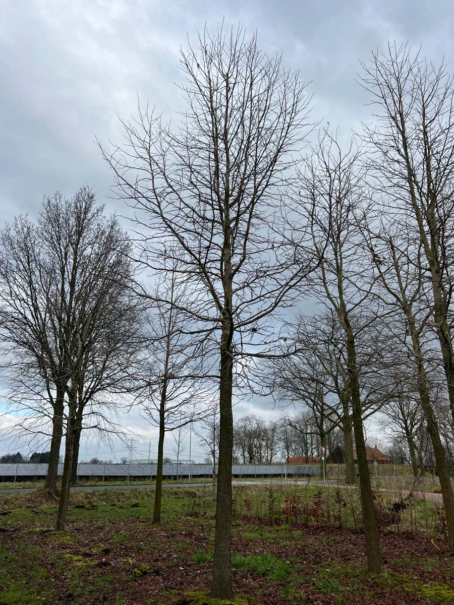 Liquidambar styraciflua op stam op stam