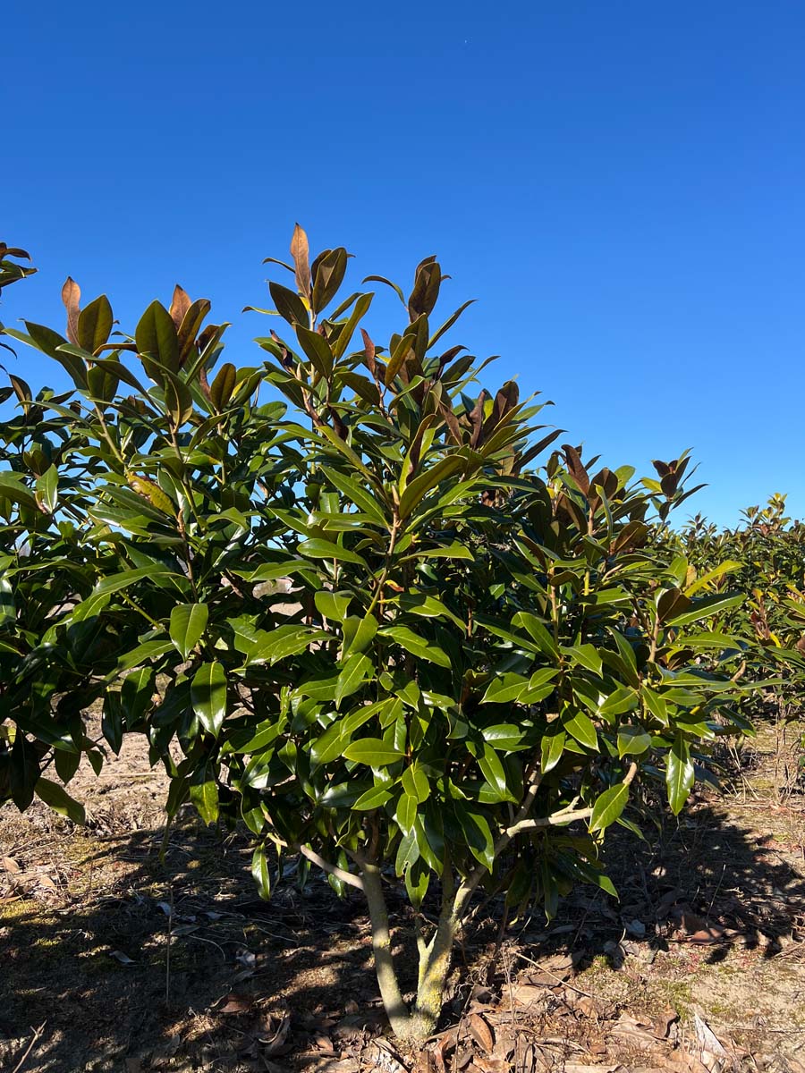 Magnolia grandiflora 'Galissonnière' meerstammig / struik meerstammig