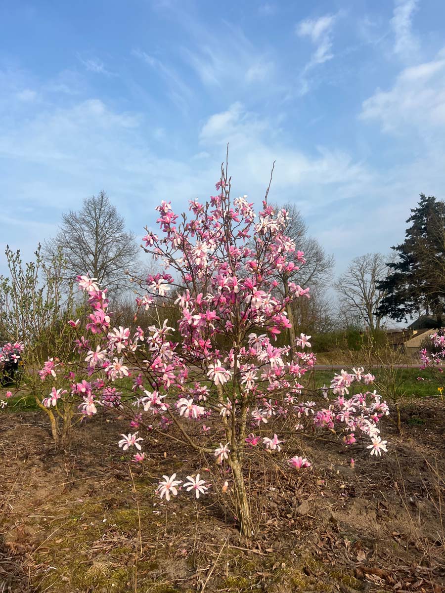 Magnolia loebneri 'Leonard Messel' meerstammig / struik meerstammig