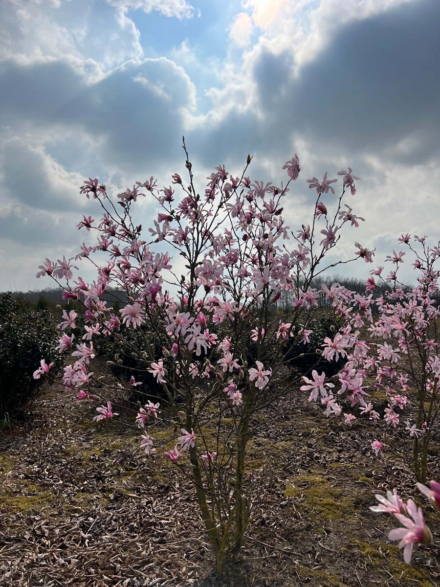 Magnolia loebneri 'Leonard Messel' meerstammig / struik meerstammig