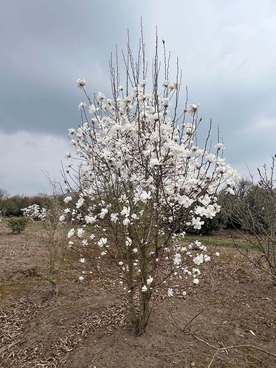 Magnolia loebneri 'Merrill' meerstammig / struik meerstammig