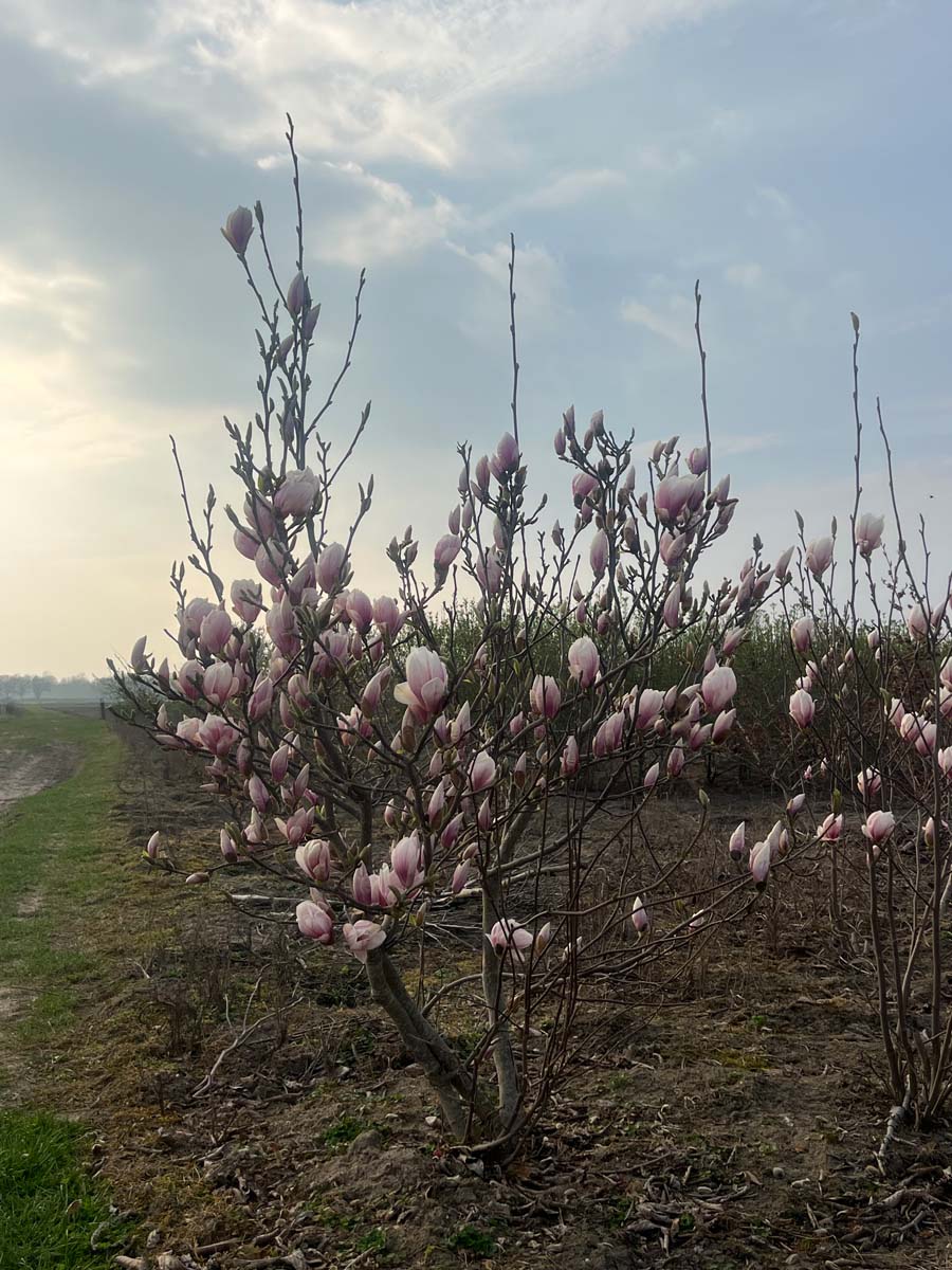 Magnolia soulangeana meerstammig / struik meerstammig