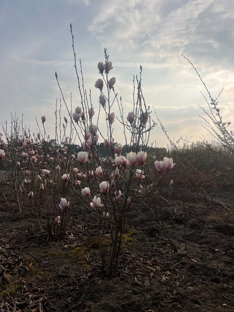 Magnolia soulangeana meerstammig / struik meerstammig