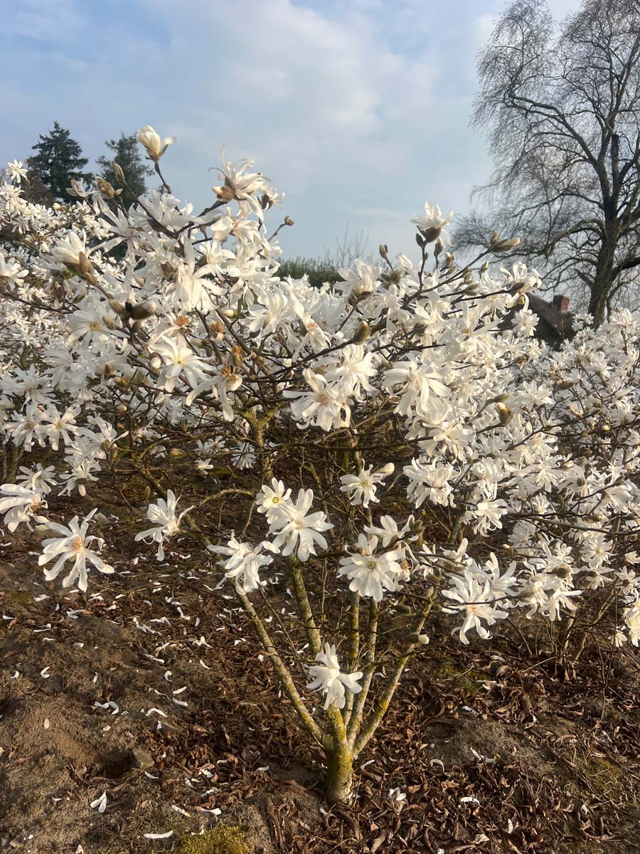 Magnolia stellata 'Royal Star' meerstammig / struik meerstammig