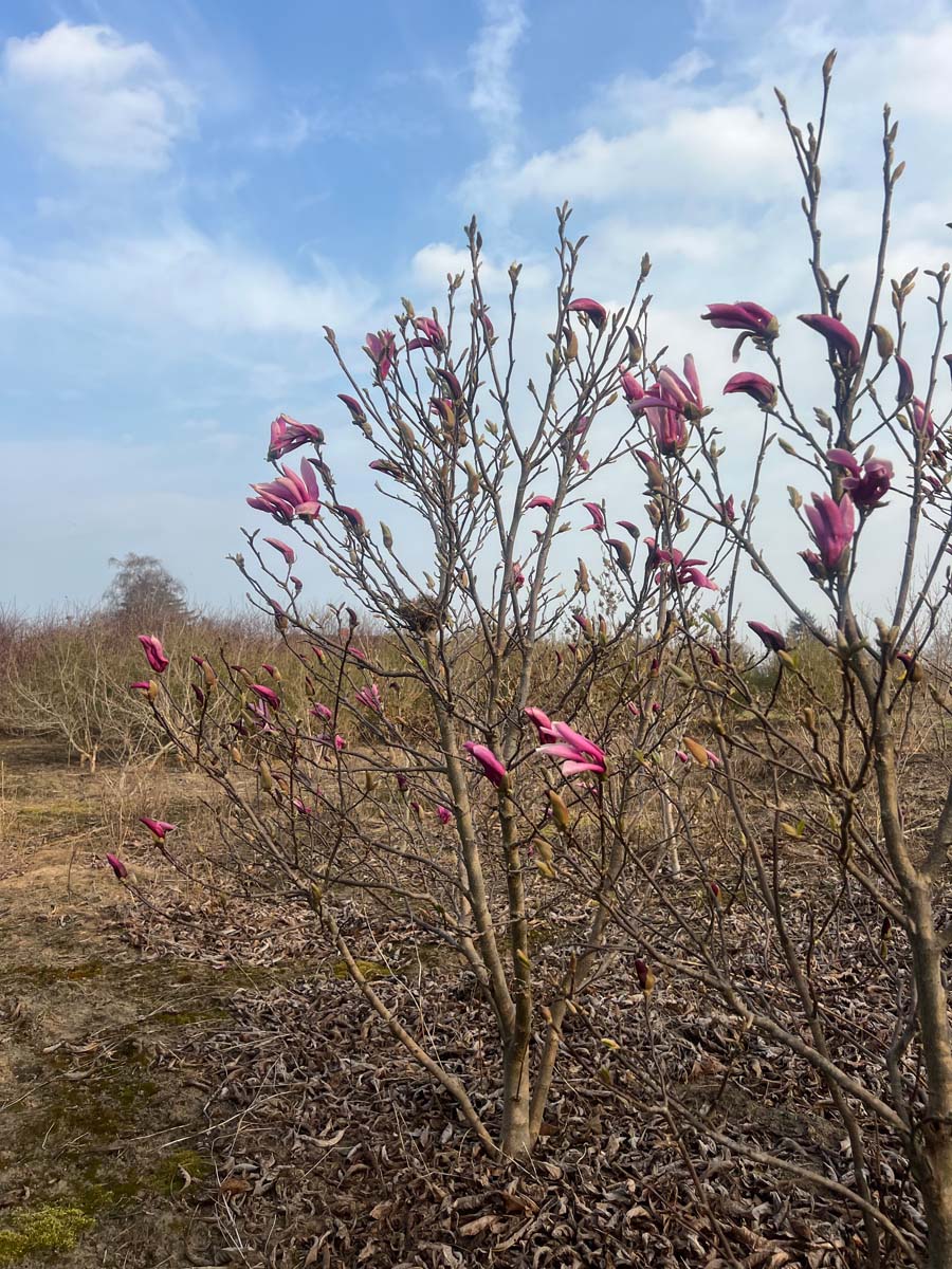 Magnolia 'Susan' meerstammig / struik meerstammig