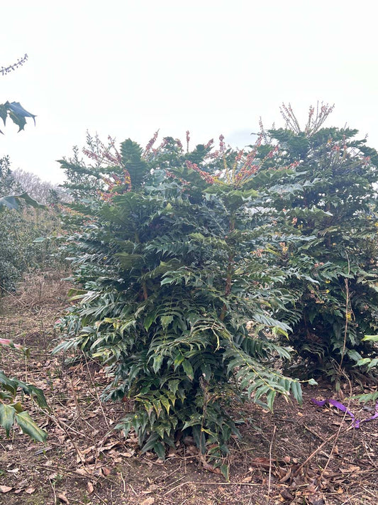 Mahonia japonica meerstammig / struik struik