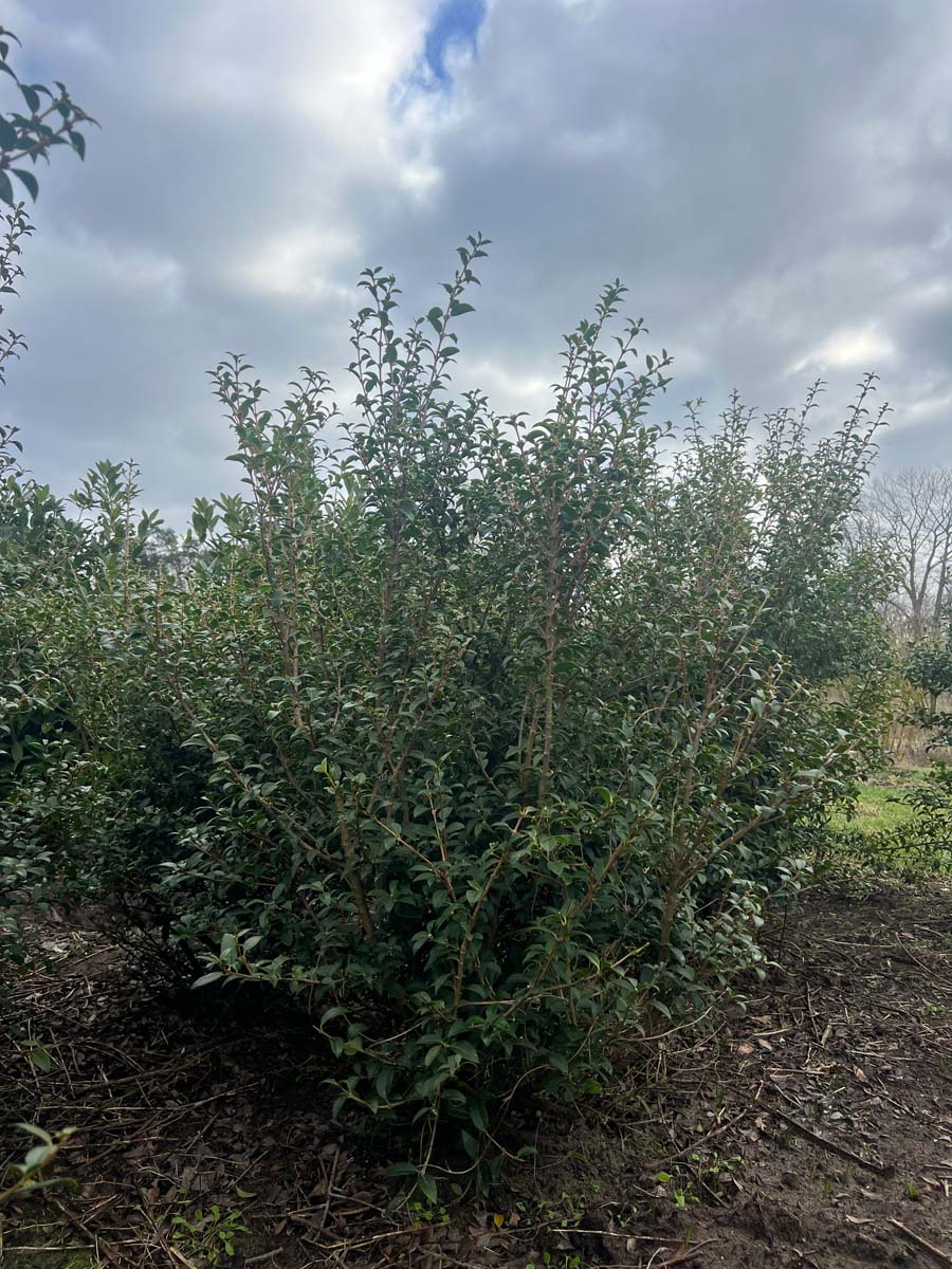 Osmanthus burkwoodii meerstammig / struik struik