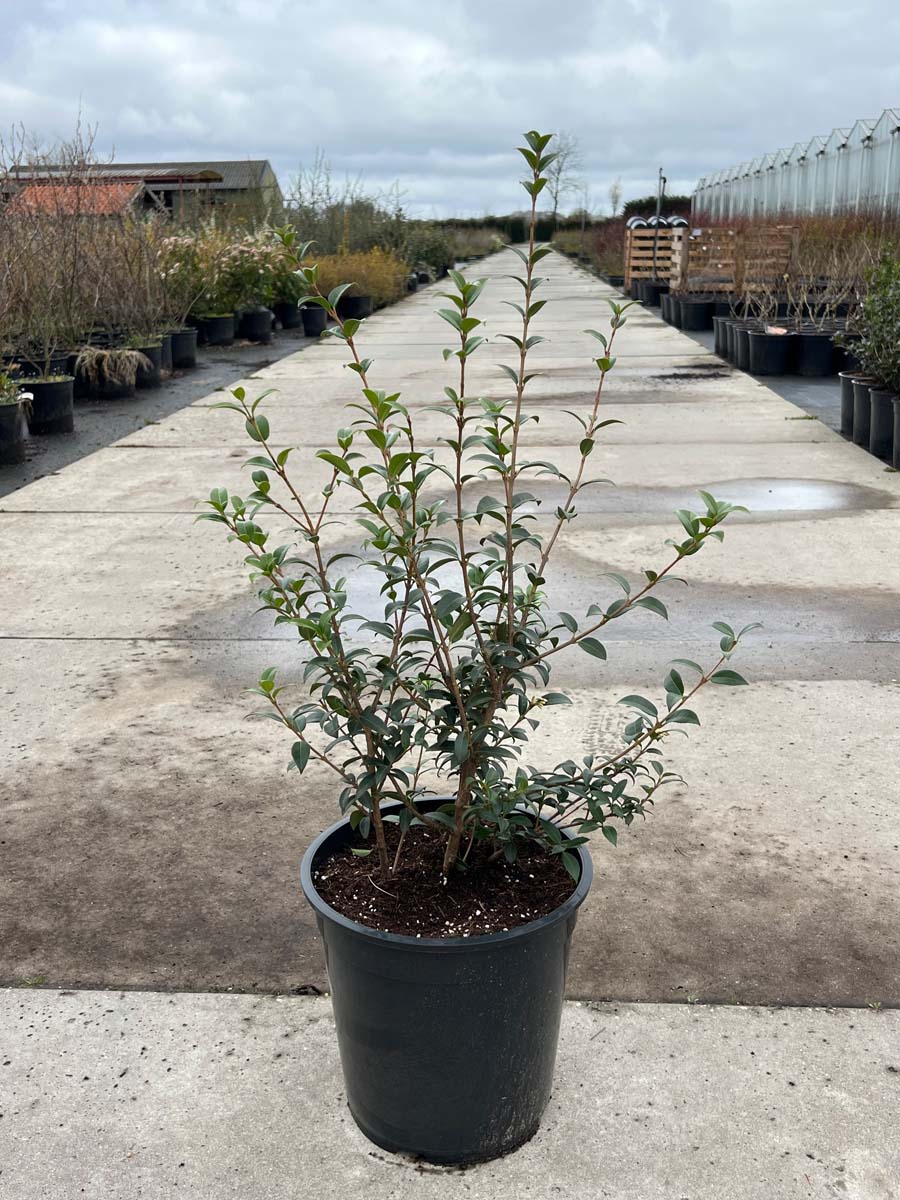 Osmanthus burkwoodii Tuinplanten tuinplanten
