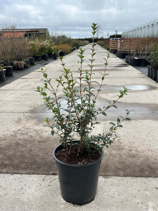 Osmanthus burkwoodii Tuinplanten tuinplanten
