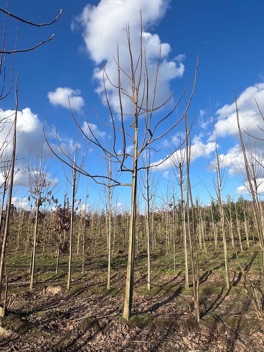Paulownia tomentosa op stam op stam