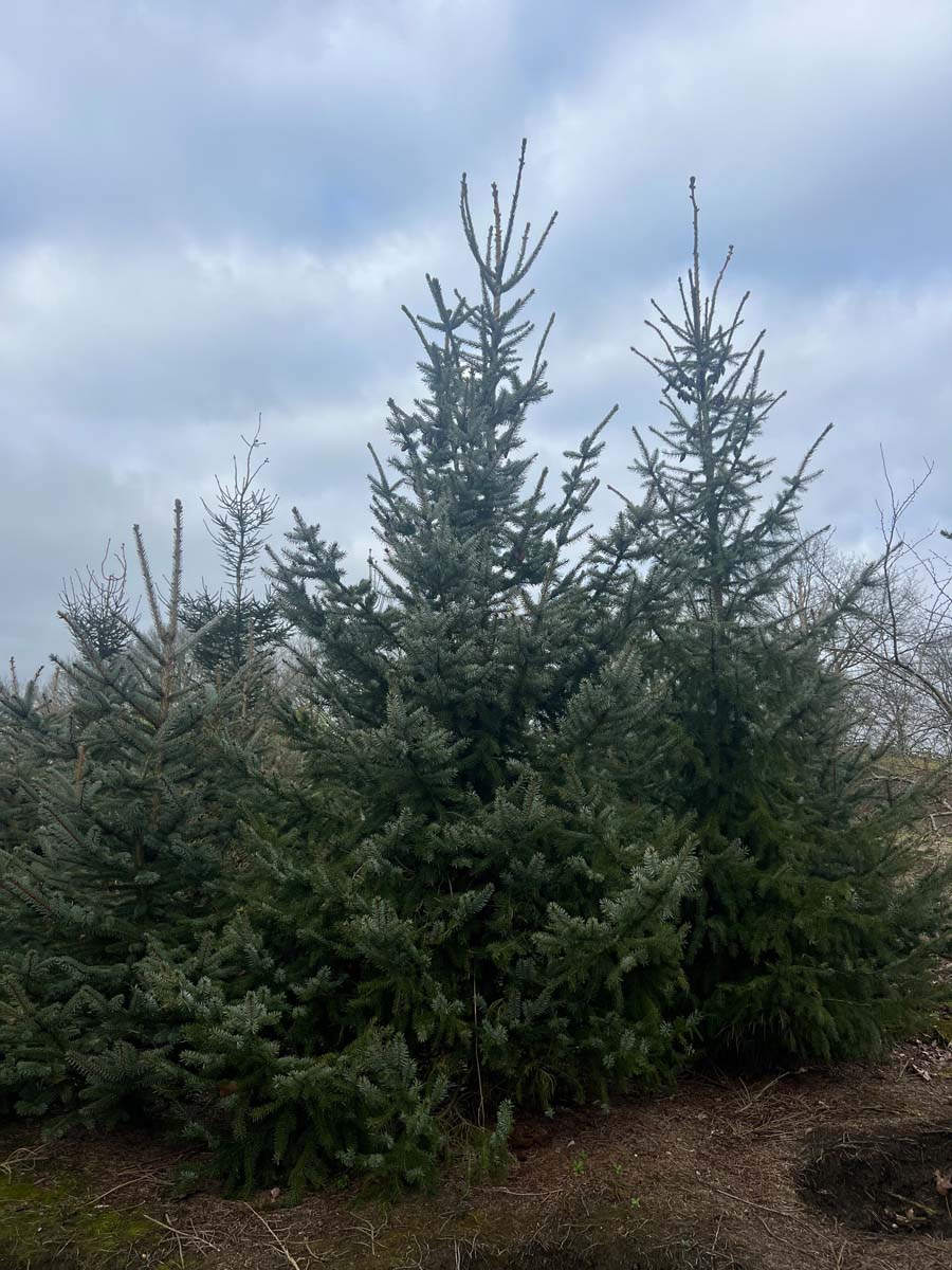 Picea omorika solitair solitair