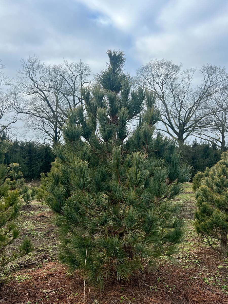 Pinus cembra solitair