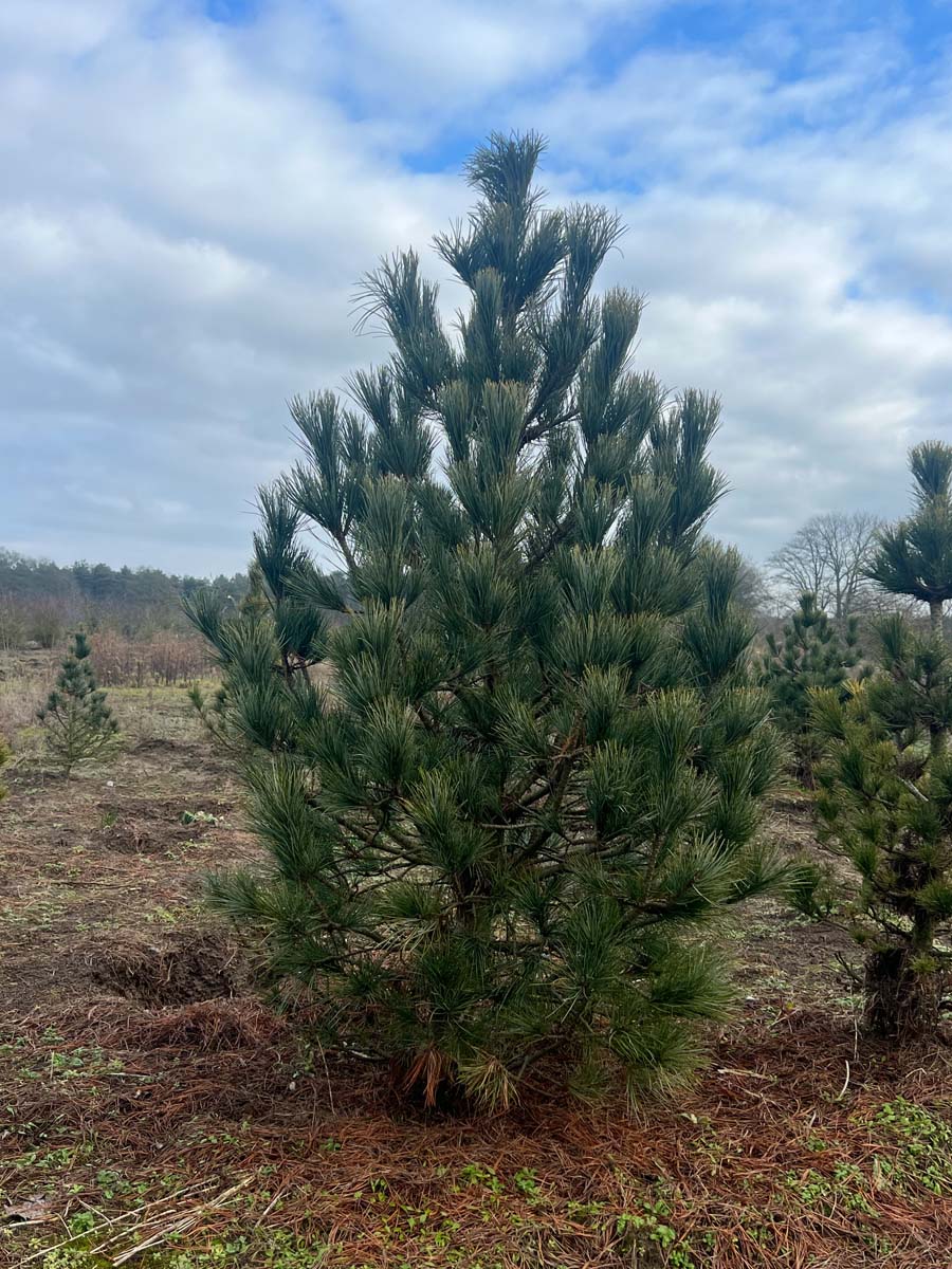 Pinus cembra solitair