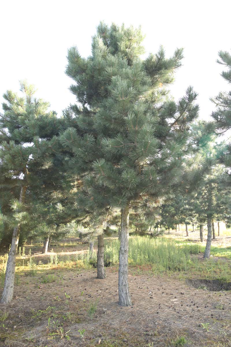 Pinus nigra nigra op stam op stam