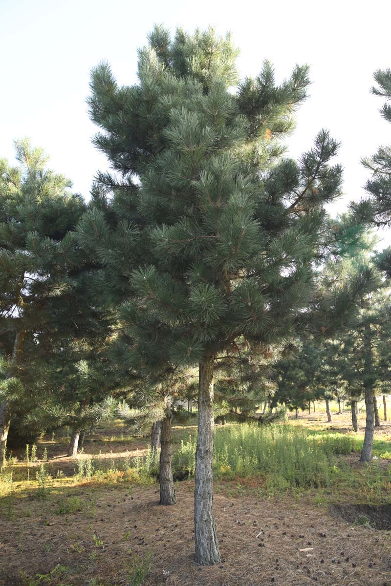 Pinus nigra nigra op stam op stam