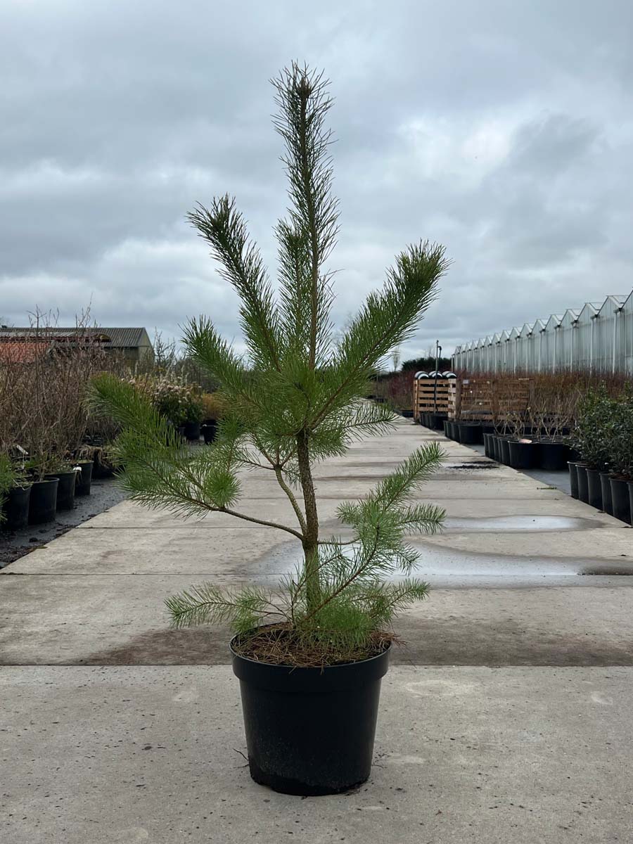 Pinus sylvestris Tuinplanten tuinplanten