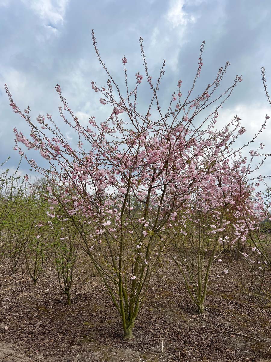 Prunus 'Accolade' meerstammig / struik meerstammig