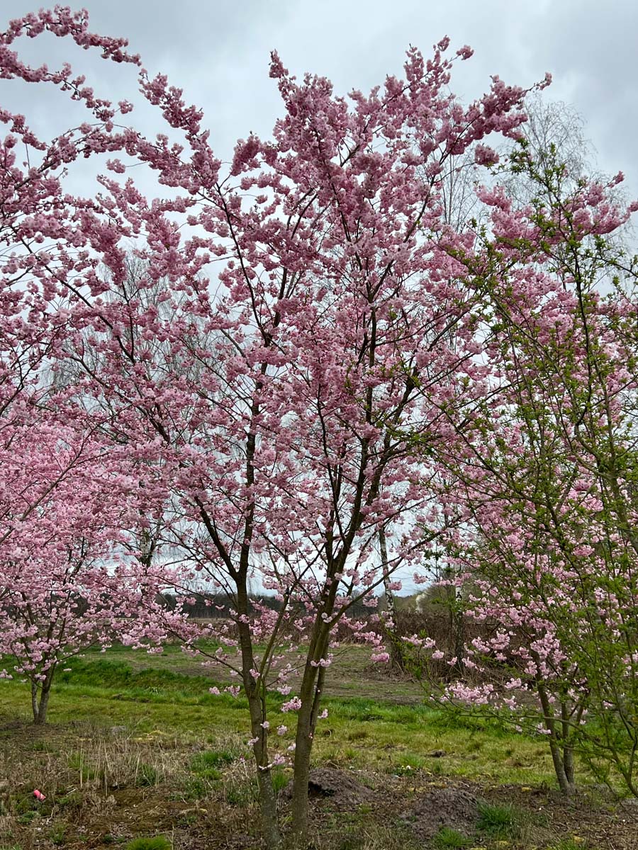 Prunus 'Accolade' meerstammig / struik meerstammig