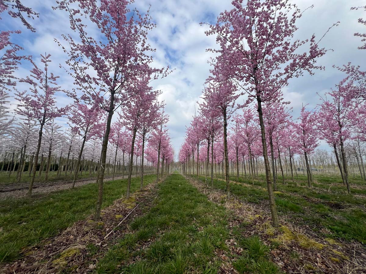 Prunus 'Accolade' op stam op stam
