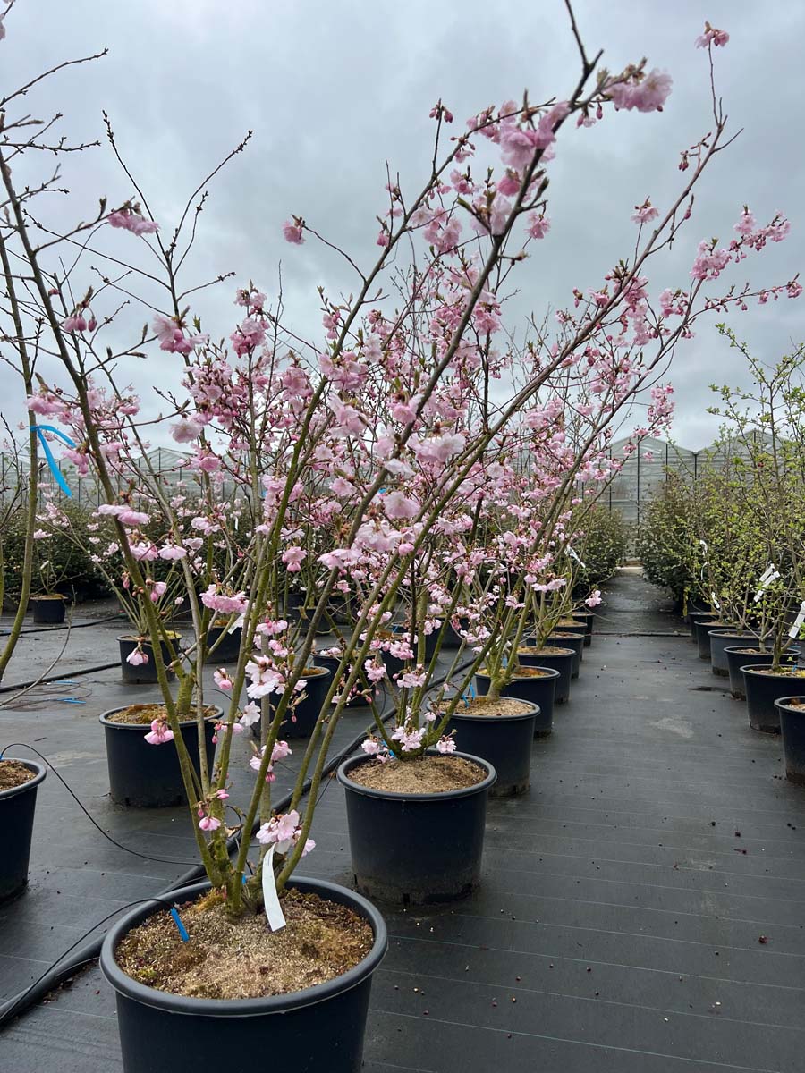 Prunus 'Accolade' Tuinplanten tuinplanten