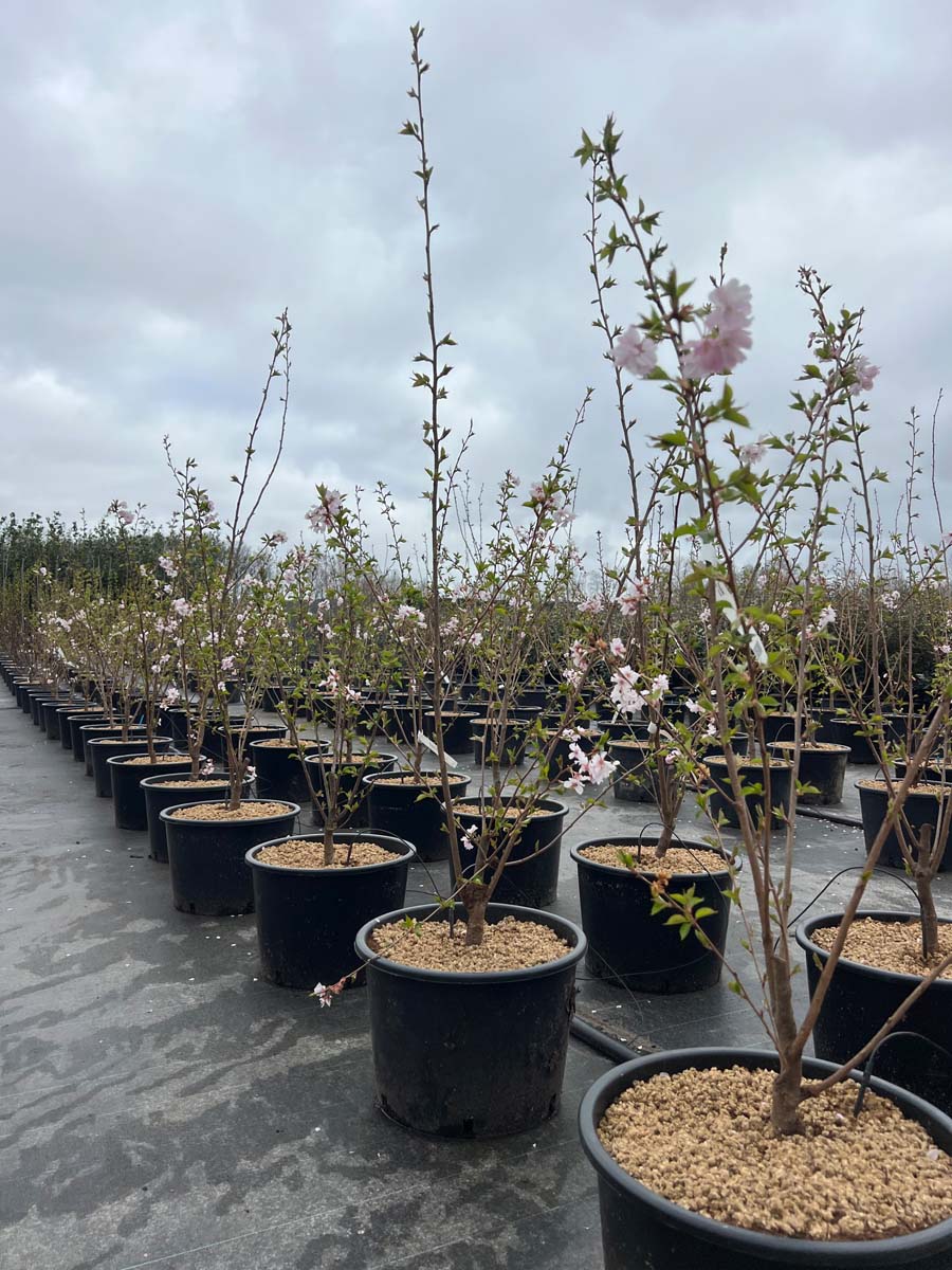 Prunus 'Accolade' Tuinplanten tuinplanten