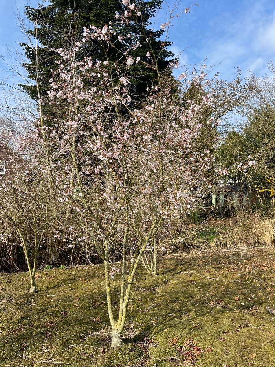 Prunus 'Hally Jolivette' meerstammig / struik meerstammig
