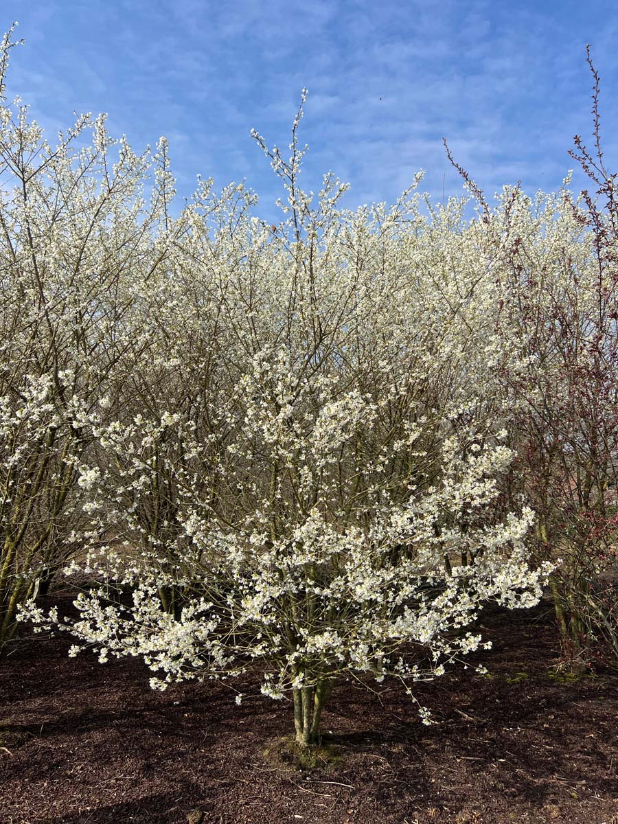 Prunus incisa 'Fujiyama' meerstammig / struik meerstammig