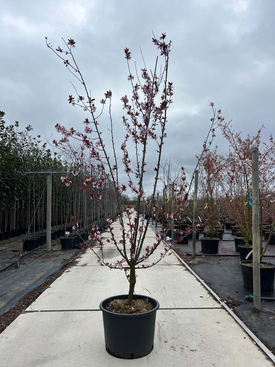 Prunus cerasifera 'Nigra' Tuinplanten tuinplanten