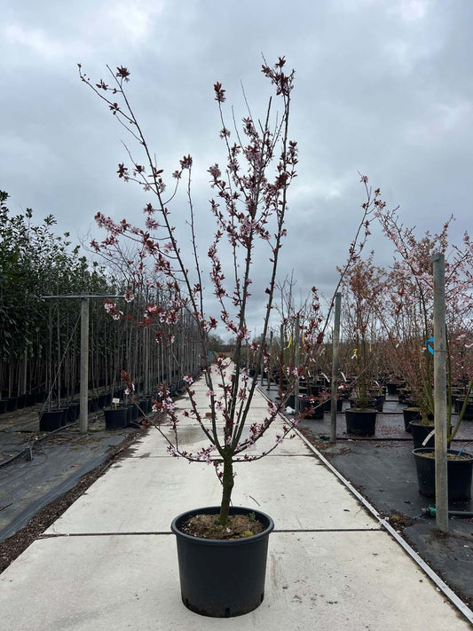 Prunus cerasifera 'Nigra' Tuinplanten tuinplanten