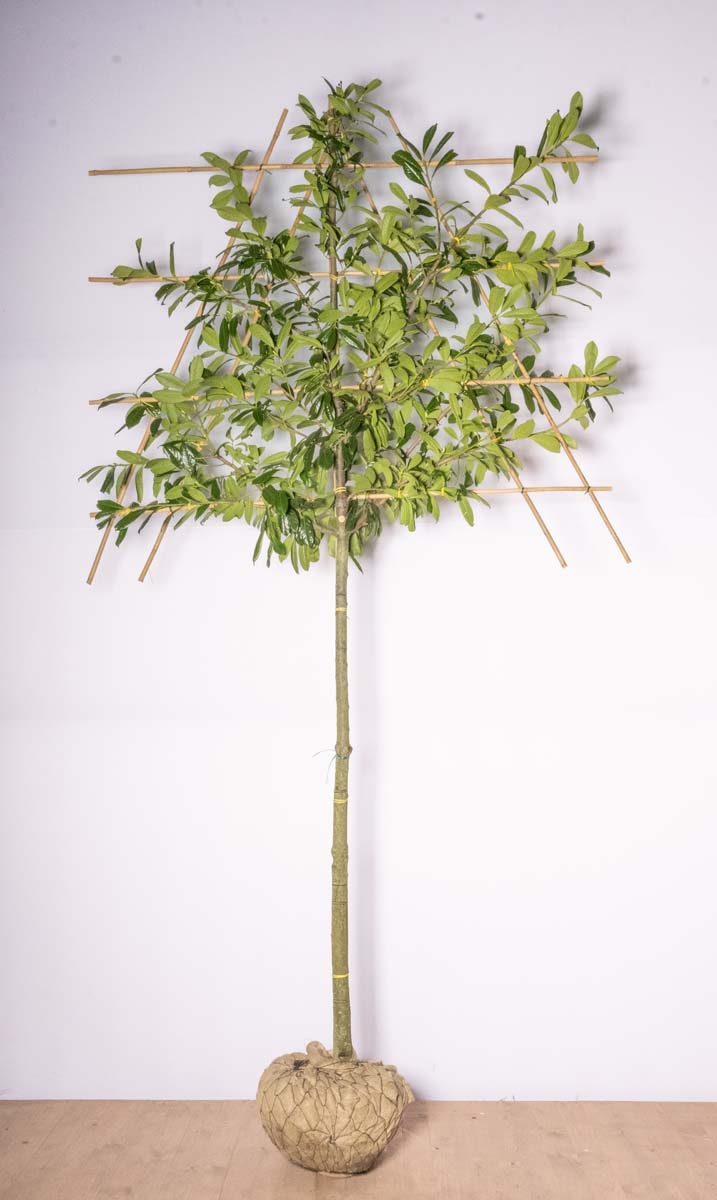 PRLNOVIT10-12HODRLEI180x150200STAM leiboom