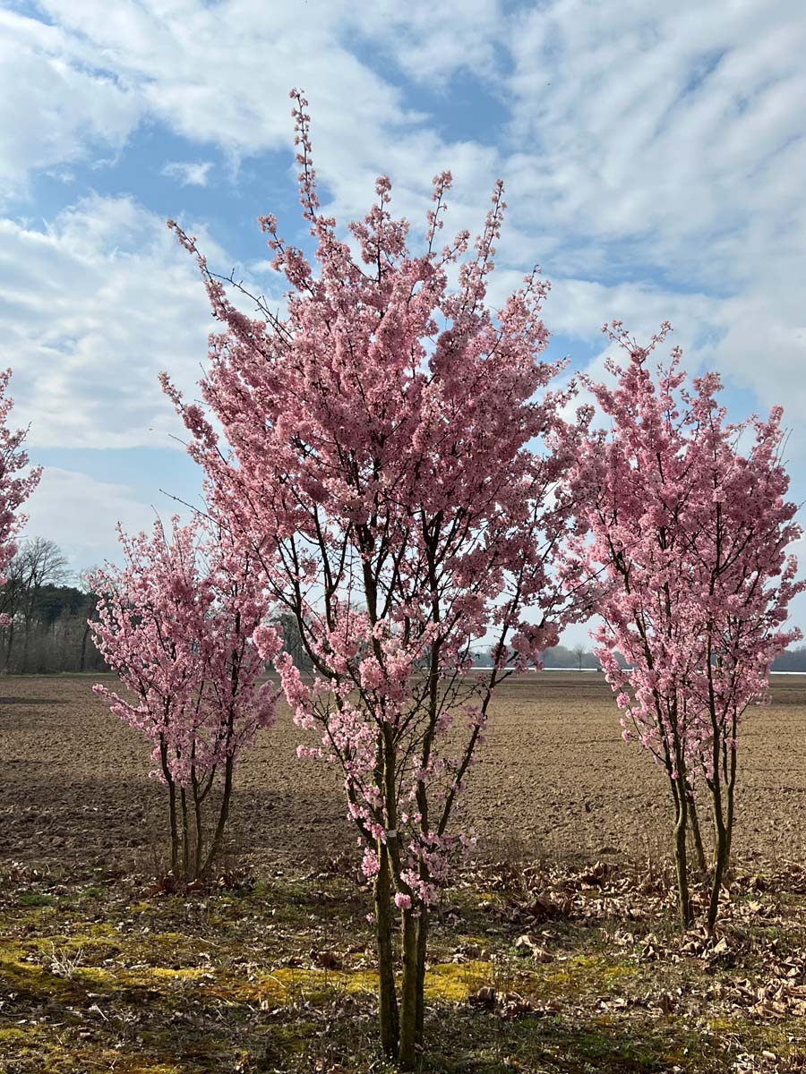 Prunus nipponica 'Ruby' meerstammig / struik struik