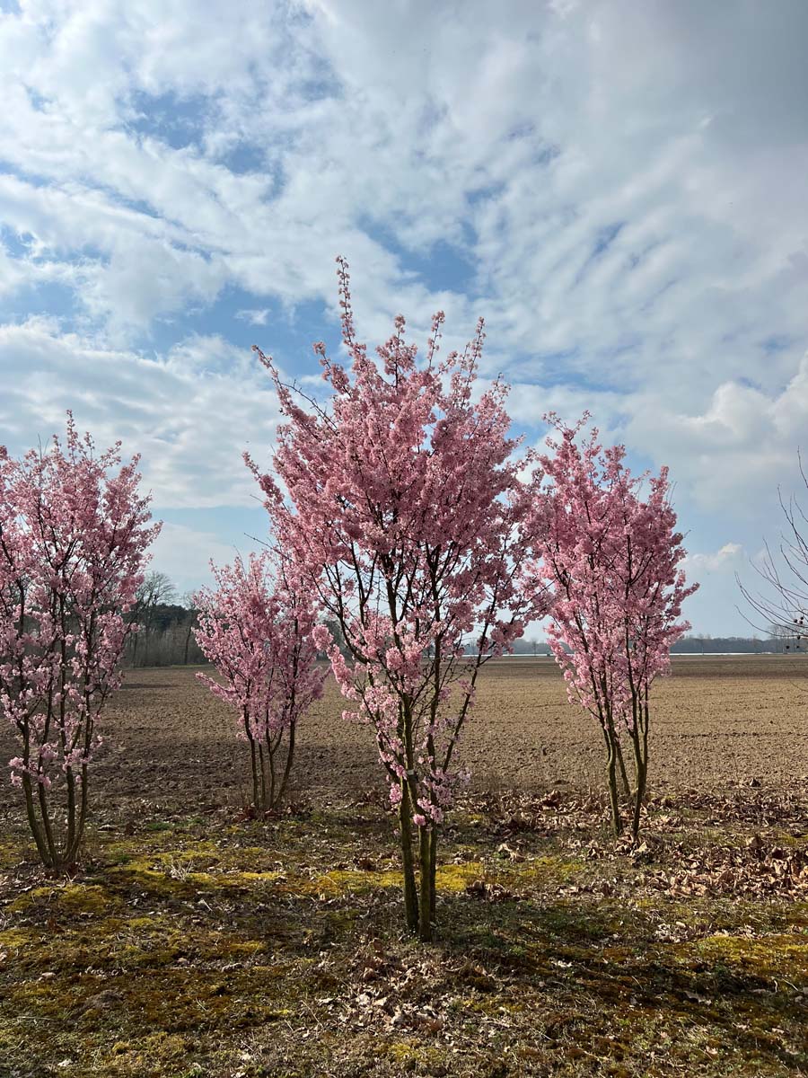 Prunus nipponica 'Ruby' meerstammig / struik struik