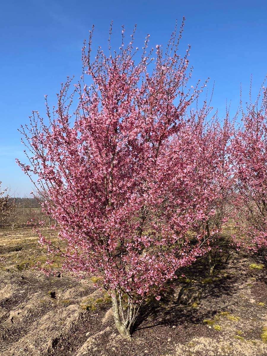 Prunus 'Okame' meerstammig / struik meerstammig