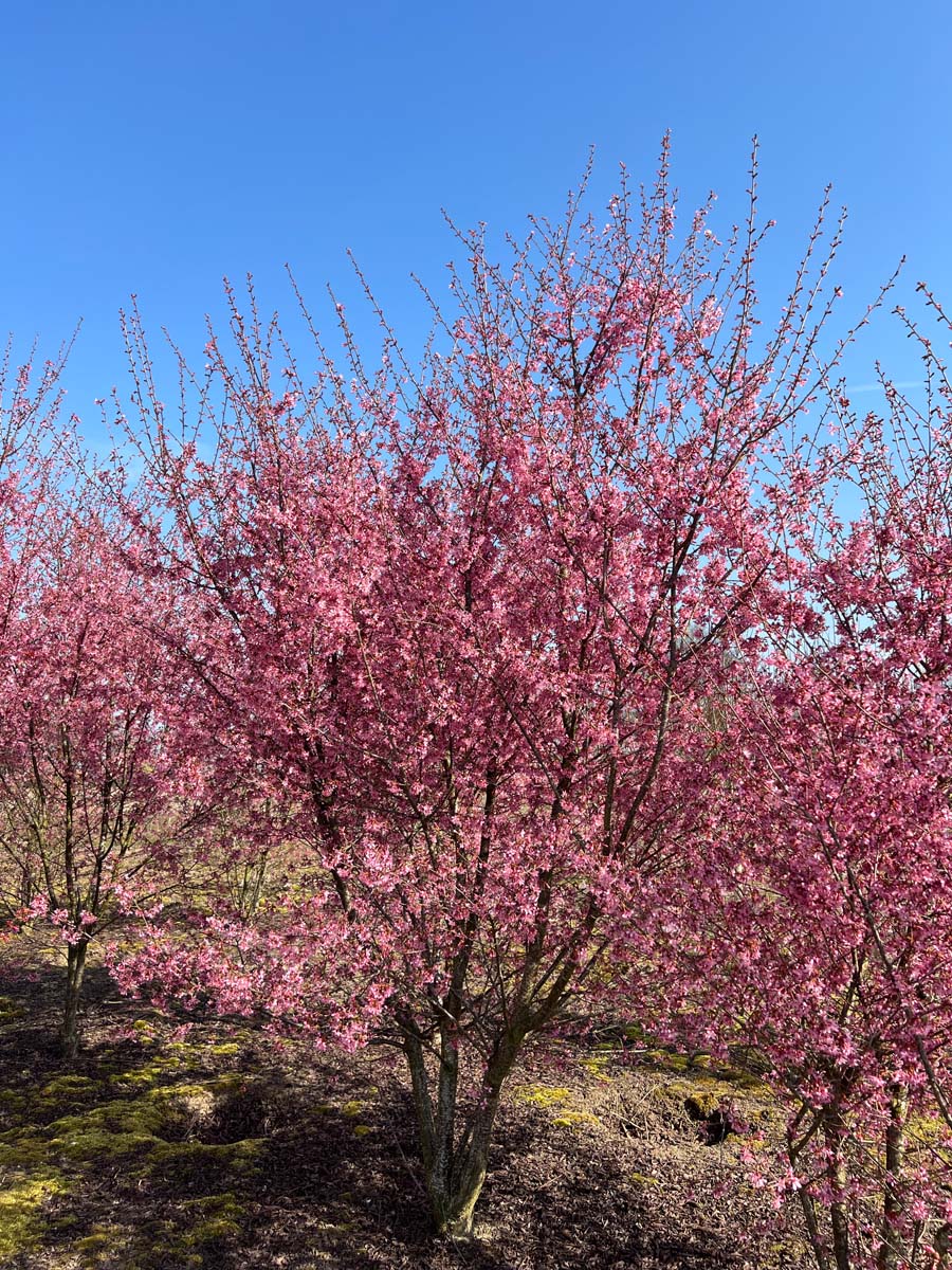 Prunus 'Okame' meerstammig / struik meerstammig