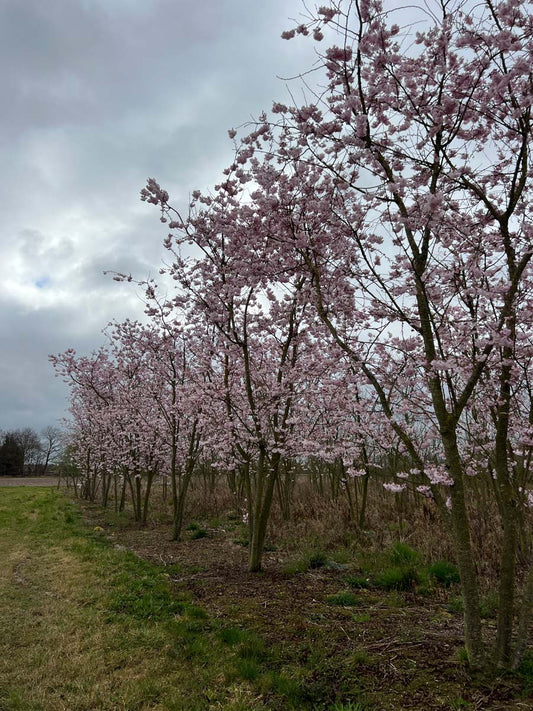 Prunus subhirtella 'Autumnalis Rosea' meerstammig / struik meerstammig