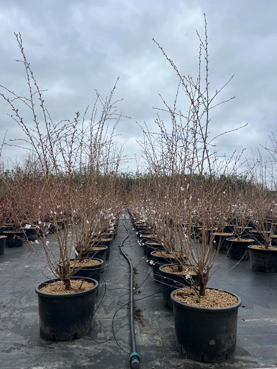 Prunus 'The Bride' Tuinplanten tuinplanten