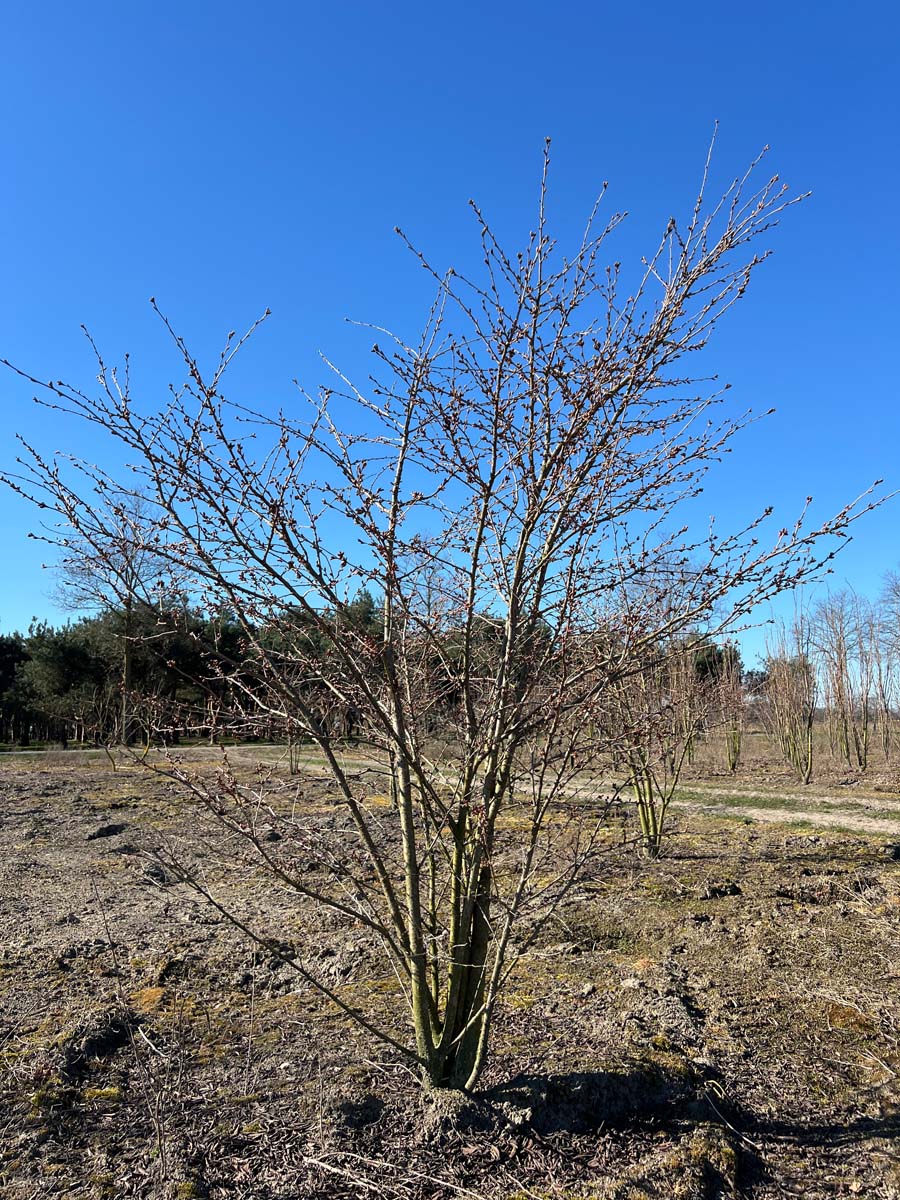 Prunus 'The Bride' meerstammig / struik meerstammig