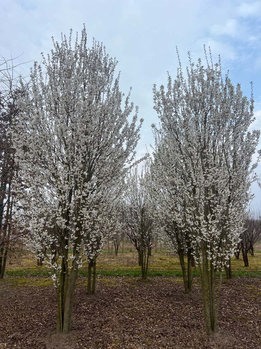 Prunus 'Umineko' meerstammig / struik meerstammig